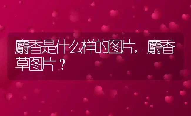 麝香是什么样的图片,麝香草图片？ | 养殖学堂