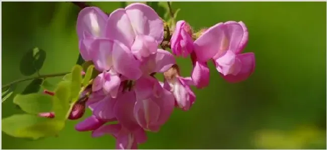 粉色的槐花可以吃吗 | 农广天地