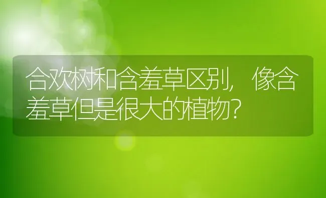 合欢树和含羞草区别,像含羞草但是很大的植物？ | 养殖科普