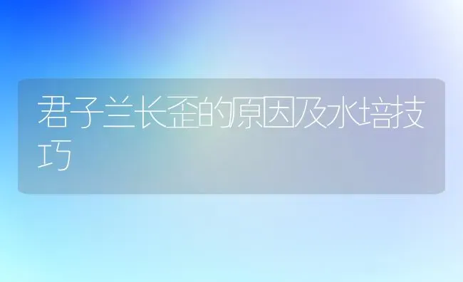 君子兰长歪的原因及水培技巧 | 养殖技术大全