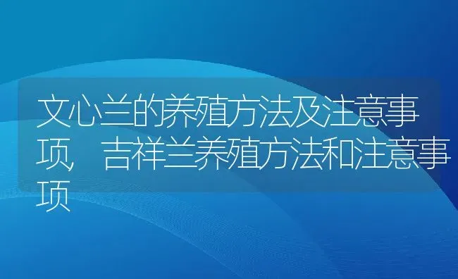文心兰的养殖方法及注意事项,吉祥兰养殖方法和注意事项 | 养殖学堂