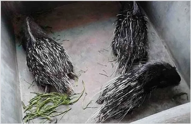 豪猪的饲养图片 | 农广天地