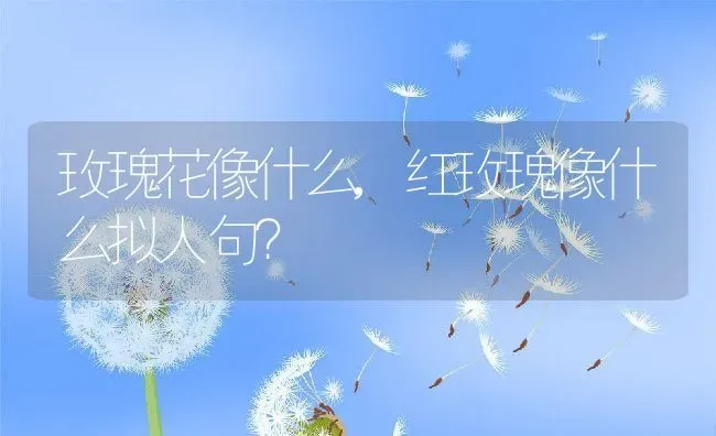 玫瑰花像什么,红玫瑰像什么拟人句？ | 养殖科普