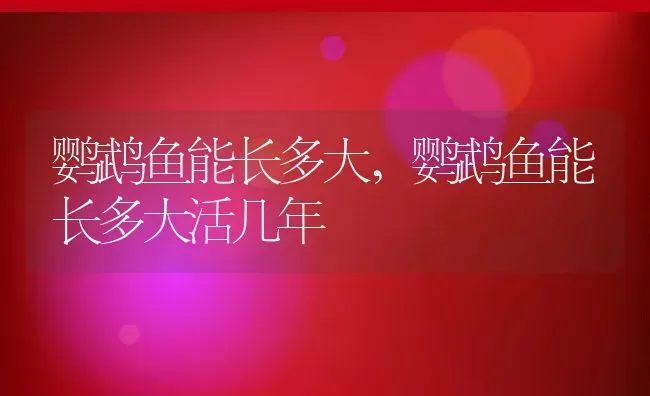 鹦鹉鱼能长多大,鹦鹉鱼能长多大活几年 | 养殖科普