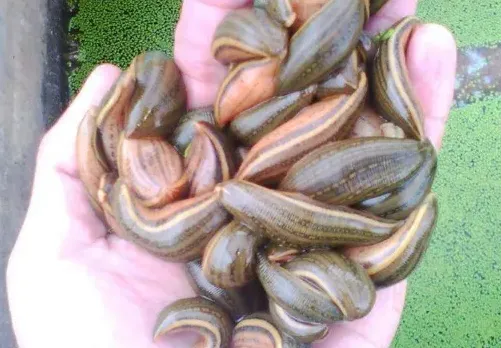 水蛭有壮阳的功效吗 | 妙招大全