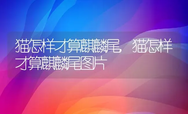 猫怎样才算麒麟尾,猫怎样才算麒麟尾图片 | 养殖科普