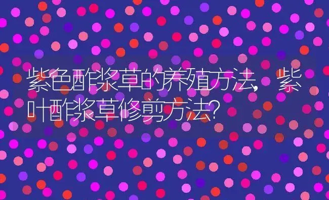 紫色酢浆草的养殖方法,紫叶酢浆草修剪方法？ | 养殖科普