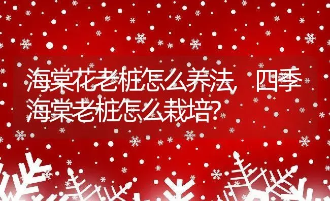 海棠花老桩怎么养法,四季海棠老桩怎么栽培？ | 养殖科普
