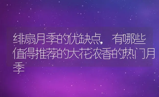 绯扇月季的优缺点,有哪些值得推荐的大花浓香的热门月季 | 养殖学堂