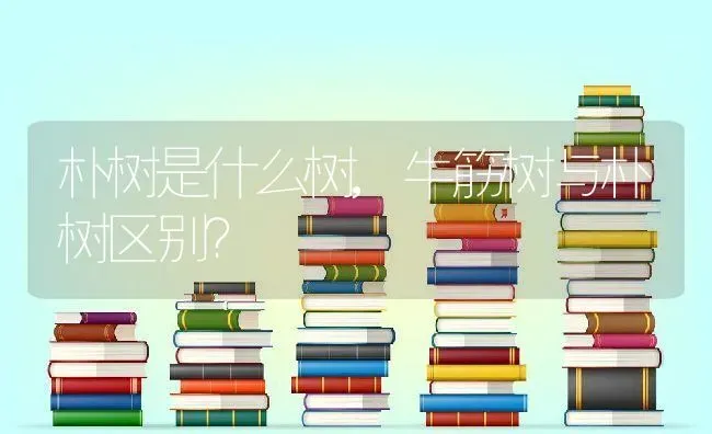 朴树是什么树,牛筋树与朴树区别？ | 养殖科普