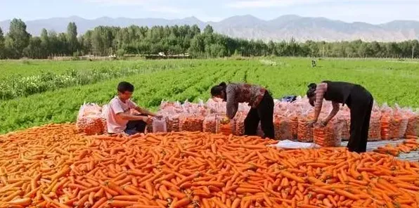 胡萝卜的高效种植技术介绍 | 常识大全