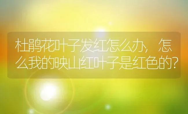 杜鹃花叶子发红怎么办,怎么我的映山红叶子是红色的？ | 养殖科普