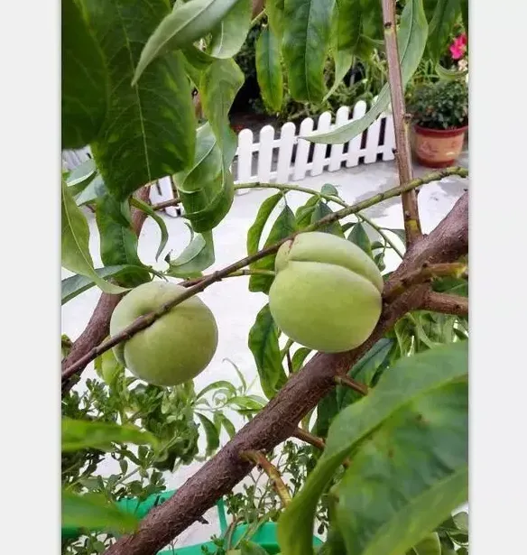南方楼顶种什么果树最佳,广西桂北楼顶种什么果树最适合？