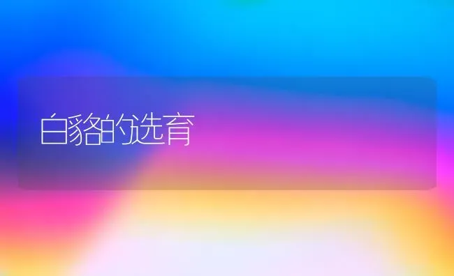 白貉的选育 | 养殖知识