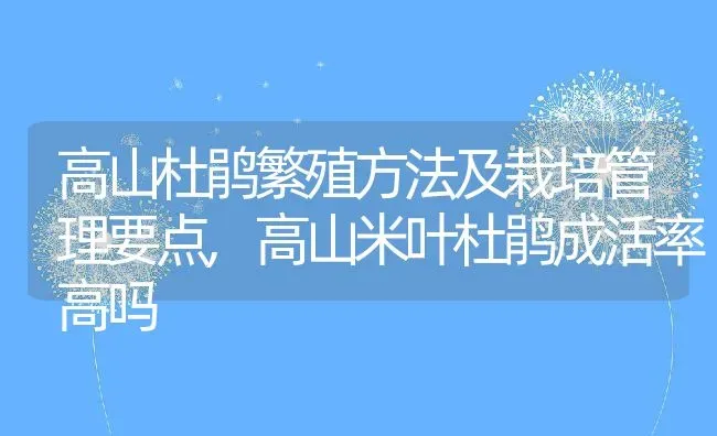 高山杜鹃繁殖方法及栽培管理要点,高山米叶杜鹃成活率高吗 | 养殖学堂