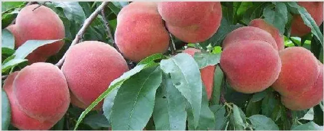 桃树如何摘心 | 实用知识