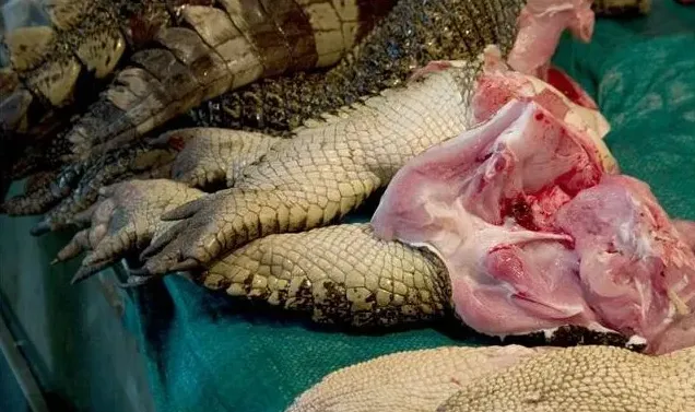 “重口味”美食鳄鱼肉上餐桌 | 常识大全