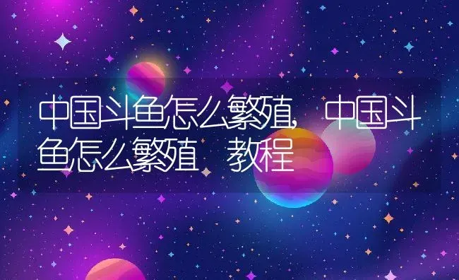 中国斗鱼怎么繁殖,中国斗鱼怎么繁殖 教程 | 养殖资料