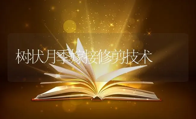 树状月季嫁接修剪技术 | 养殖知识