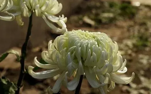 木立芦荟开花吗什么时候开花,龙爪菊开什么颜色的花？