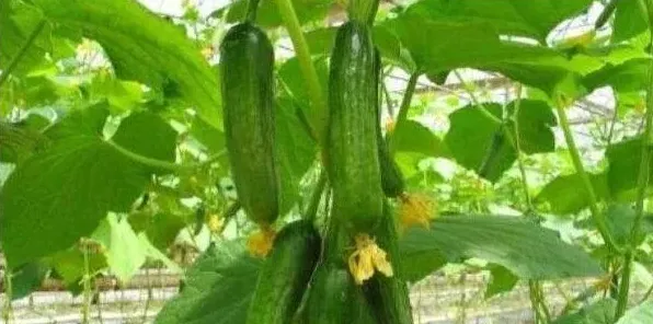 3月份可以种植什么蔬菜？看完这篇文章你就知道了！ | 三农知识