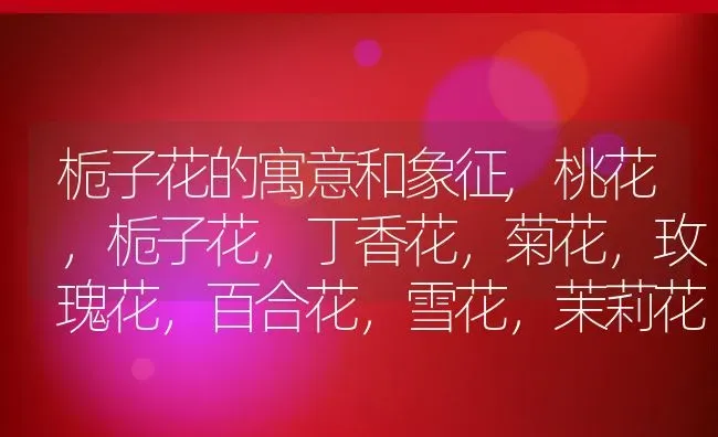 栀子花的寓意和象征,桃花，栀子花，丁香花，菊花，玫瑰花，百合花，雪花，茉莉花有什么寓意和涵义？ | 养殖科普