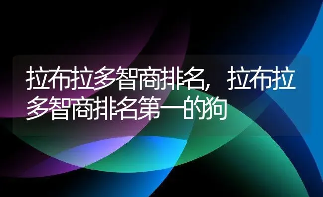 拉布拉多智商排名,拉布拉多智商排名第一的狗 | 养殖资料