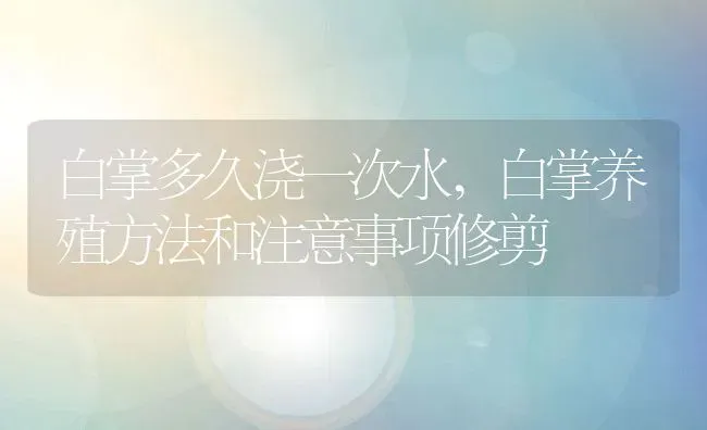 白掌多久浇一次水,白掌养殖方法和注意事项修剪 | 养殖学堂