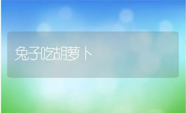 仓鼠能活几年,一只仓鼠能活多久 | 养殖资料