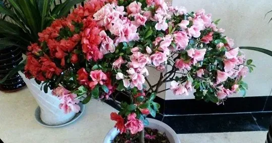 什么花好养,什么花易养?开花快又好看？