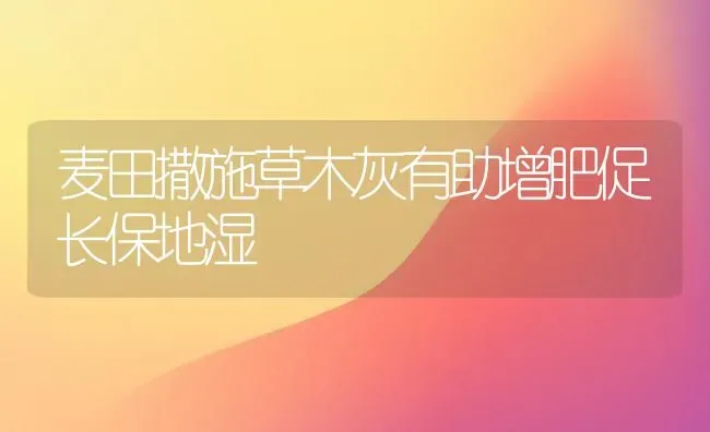 麦田撒施草木灰有助增肥促长保地湿 | 养殖技术大全