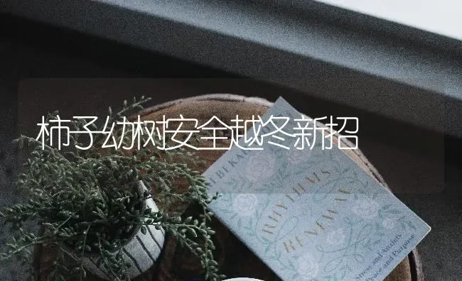 柿子幼树安全越冬新招 | 养殖技术大全