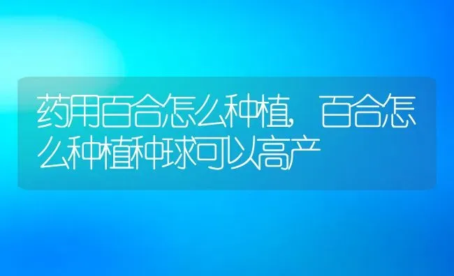 药用百合怎么种植,百合怎么种植种球可以高产 | 养殖学堂