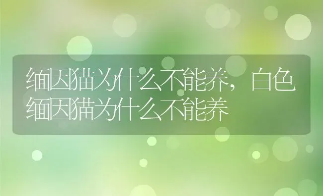 缅因猫为什么不能养,白色缅因猫为什么不能养 | 养殖科普