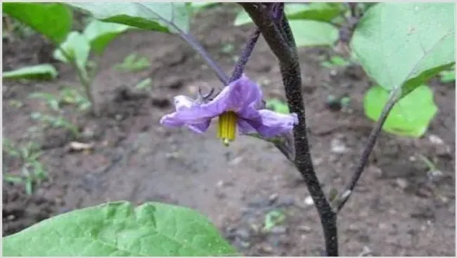 茄子连续开花结果有什么好办法 | 妙招大全