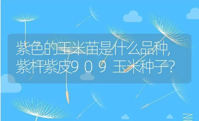 紫色的玉米苗是什么品种,紫杆紫皮909玉米种子？ | 养殖科普