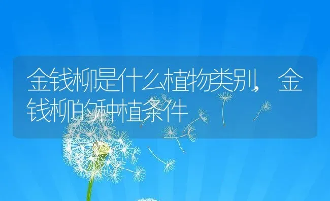金钱柳是什么植物类别,金钱柳的种植条件 | 养殖学堂