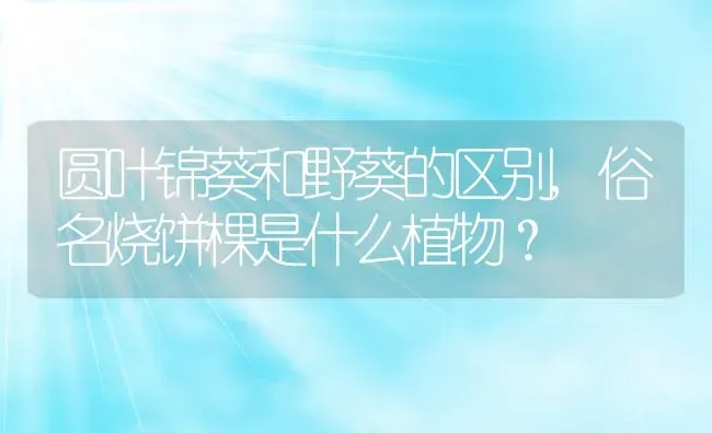圆叶锦葵和野葵的区别,俗名烧饼棵是什么植物？ | 养殖科普