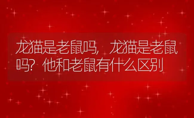 龙猫是老鼠吗,龙猫是老鼠吗?他和老鼠有什么区别 | 养殖学堂