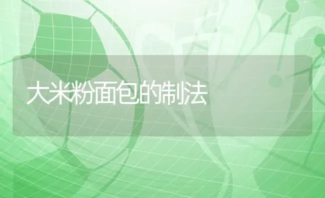 大米粉面包的制法 | 养殖技术大全