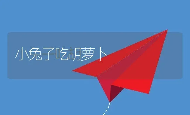 小兔子吃胡萝卜 | 养殖资料