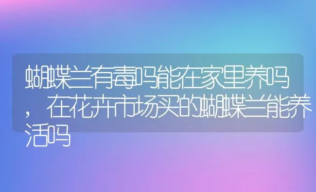 蝴蝶兰有毒吗能在家里养吗,在花卉市场买的蝴蝶兰能养活吗 | 养殖学堂