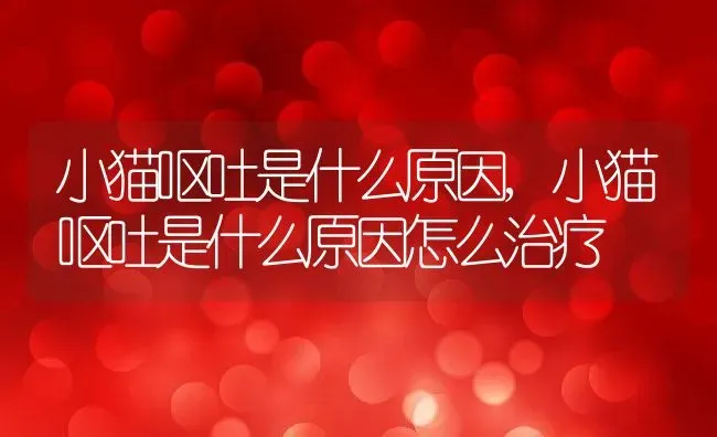 小猫呕吐是什么原因,小猫呕吐是什么原因怎么治疗 | 养殖科普