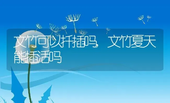 文竹可以扦插吗,文竹夏天能插活吗 | 养殖学堂