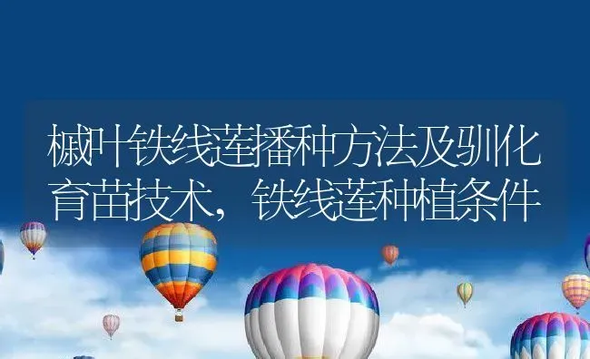槭叶铁线莲播种方法及驯化育苗技术,铁线莲种植条件 | 养殖学堂