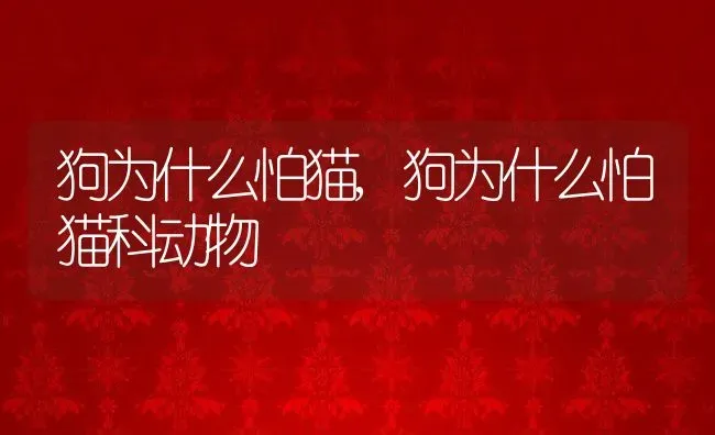 狗为什么怕猫,狗为什么怕猫科动物 | 养殖资料