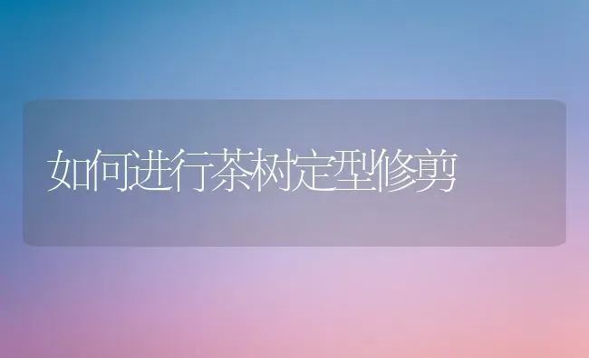 如何进行茶树定型修剪 | 养殖技术大全