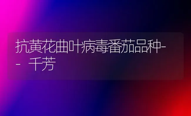 抗黄花曲叶病毒番茄品种--千芳 | 养殖知识
