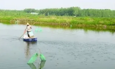 如何养殖小龙虾？小龙虾日常饲喂技巧 | 常识大全