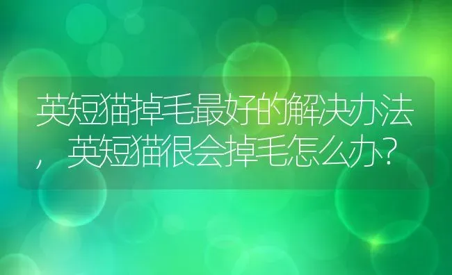 英短猫掉毛最好的解决办法,英短猫很会掉毛怎么办？ | 养殖学堂